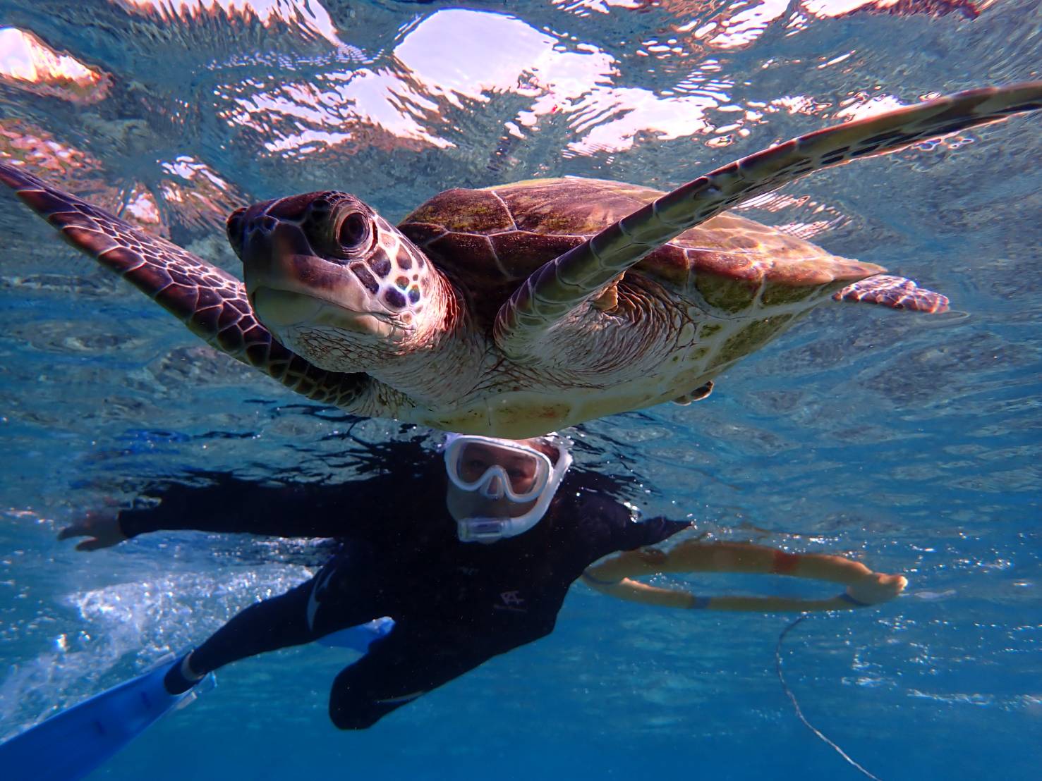 水中でのウミガメとのコンタクトは とても感動的な体験でした！ 

食事中のアオウミガメ 遊泳中のアオウミガメ タイマイと水中でコンタクトしました。  

彼らは私に警戒せず ゆっくりと一緒に泳いでくれました。  

海底に2匹のウミガメがいました。

 ウミガメは単独行動を好み 近くにいることはめったにないそうです。  

私たちのメッセージが 伝わっていたことを感じました。  

いずれも絶滅危惧種です。 その子たちが日本の近海で 安心して生活しているのは とても貴重なことだと思います。 

日本の美しい海を守りたいですね。