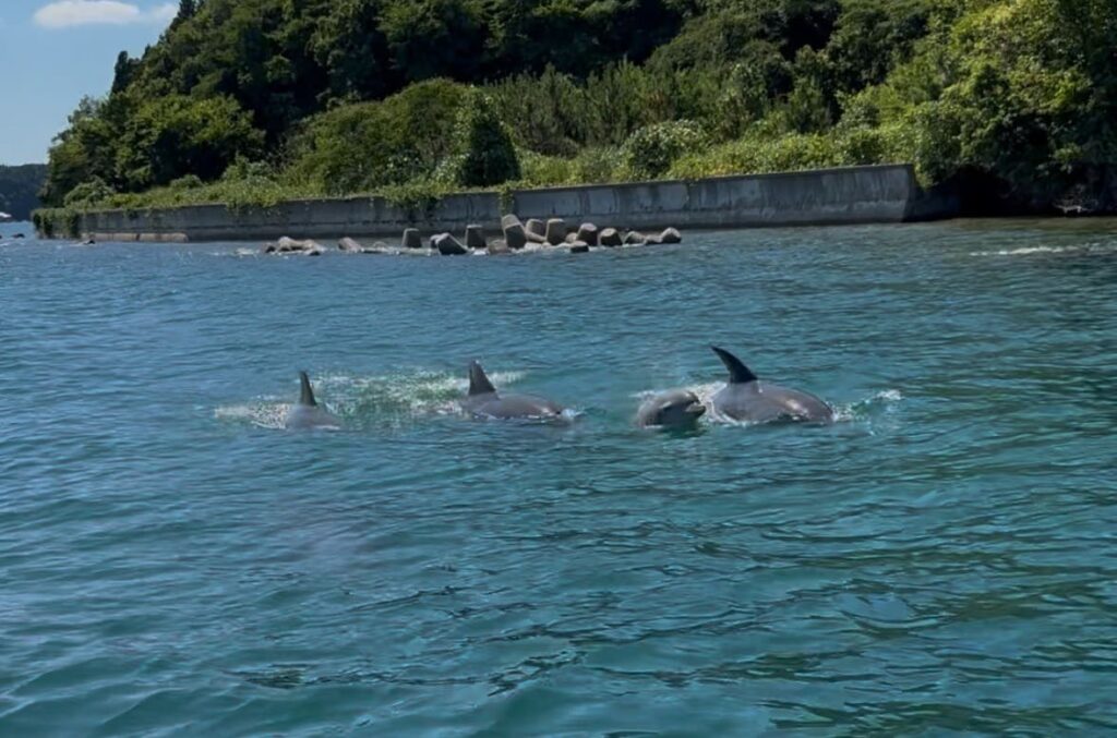 イルカがやってきたよ